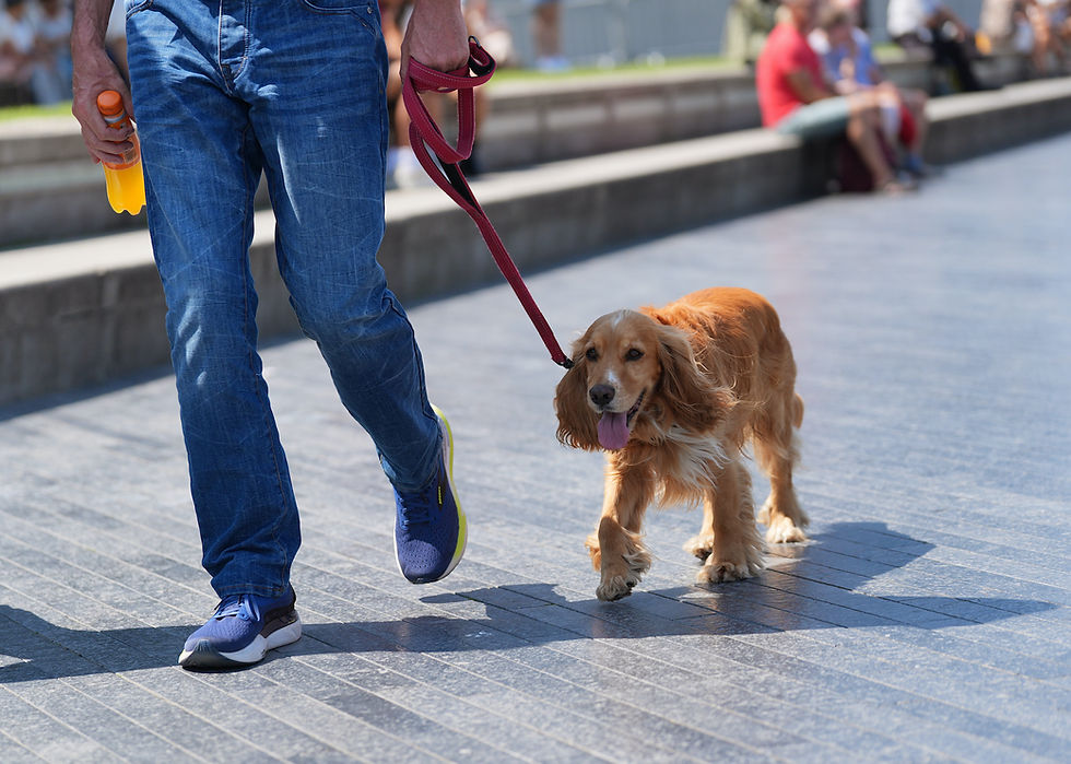 Is your dog overheating? 10 ways to keep them safe in hot weather
