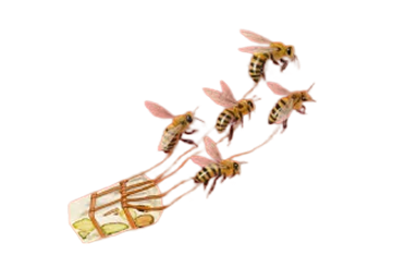 Light - Big Horizontal image 4.png