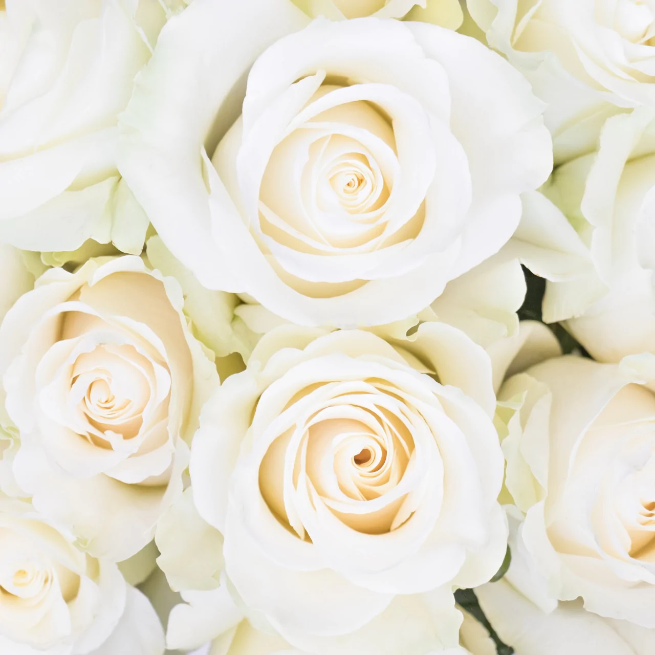 ROSE.webp