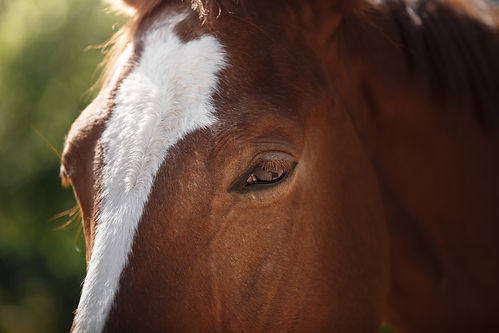Large Animals Service I Springtown Texas I Thompson Veterinary Service
