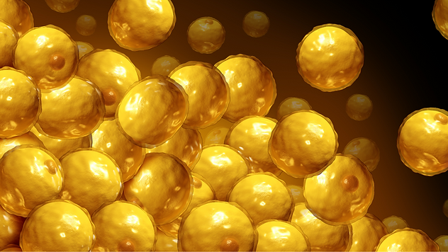 do fat cells die