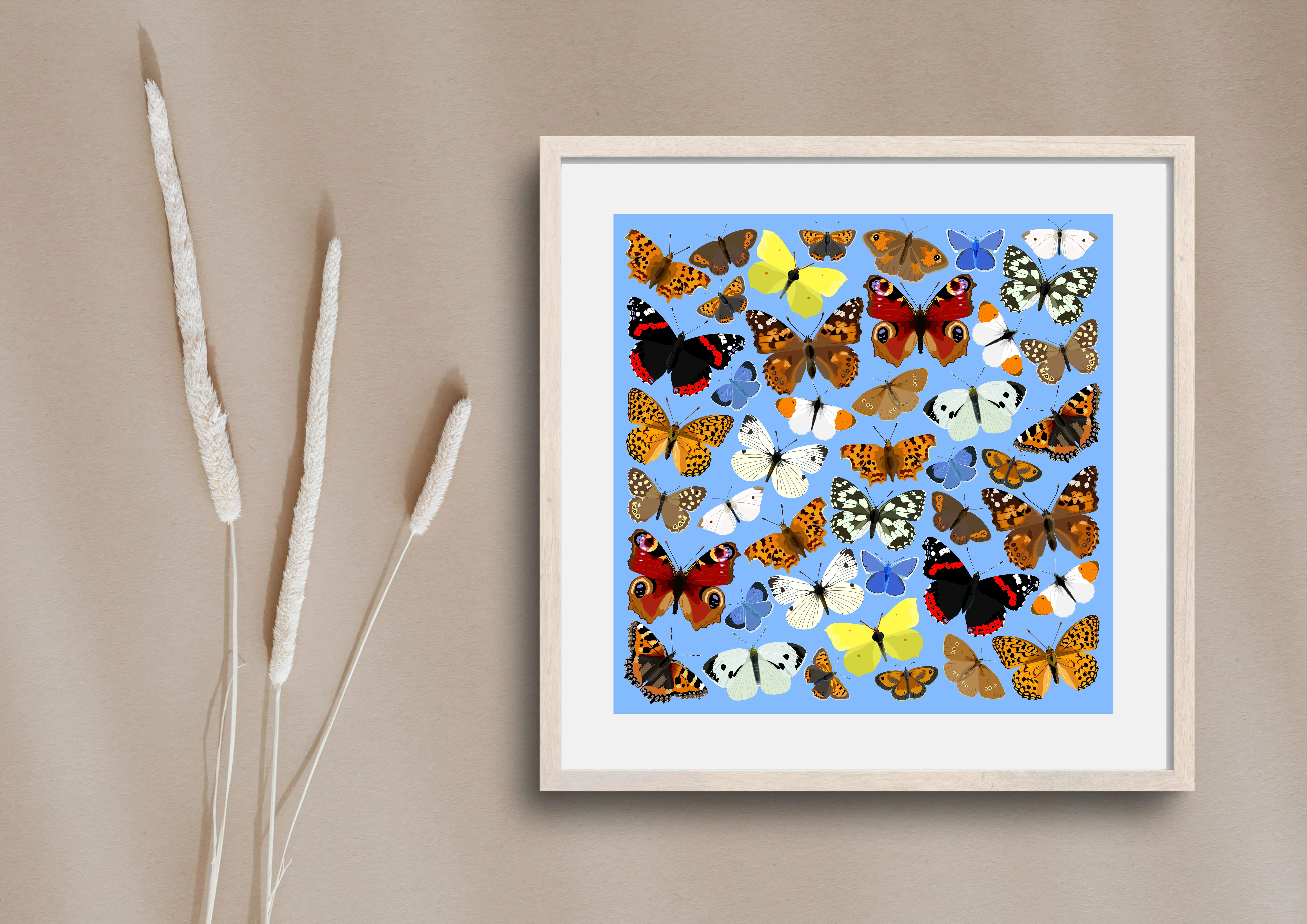 Butterfly Collection