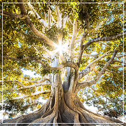 Earth power from Mother Earth-LadyShyenna