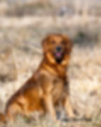 Scarlett Field Bred Golden Retriever
