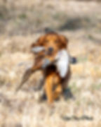 Field Bred Golden Retriever Rosie