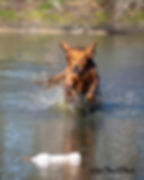 Field Bred Golden Retriever Rosie