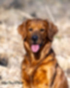 Field Bred Golden Retriever Rosie