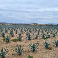 Nuestras plantas 2