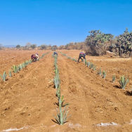 Plantando