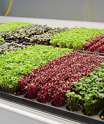 microgreens.jpg