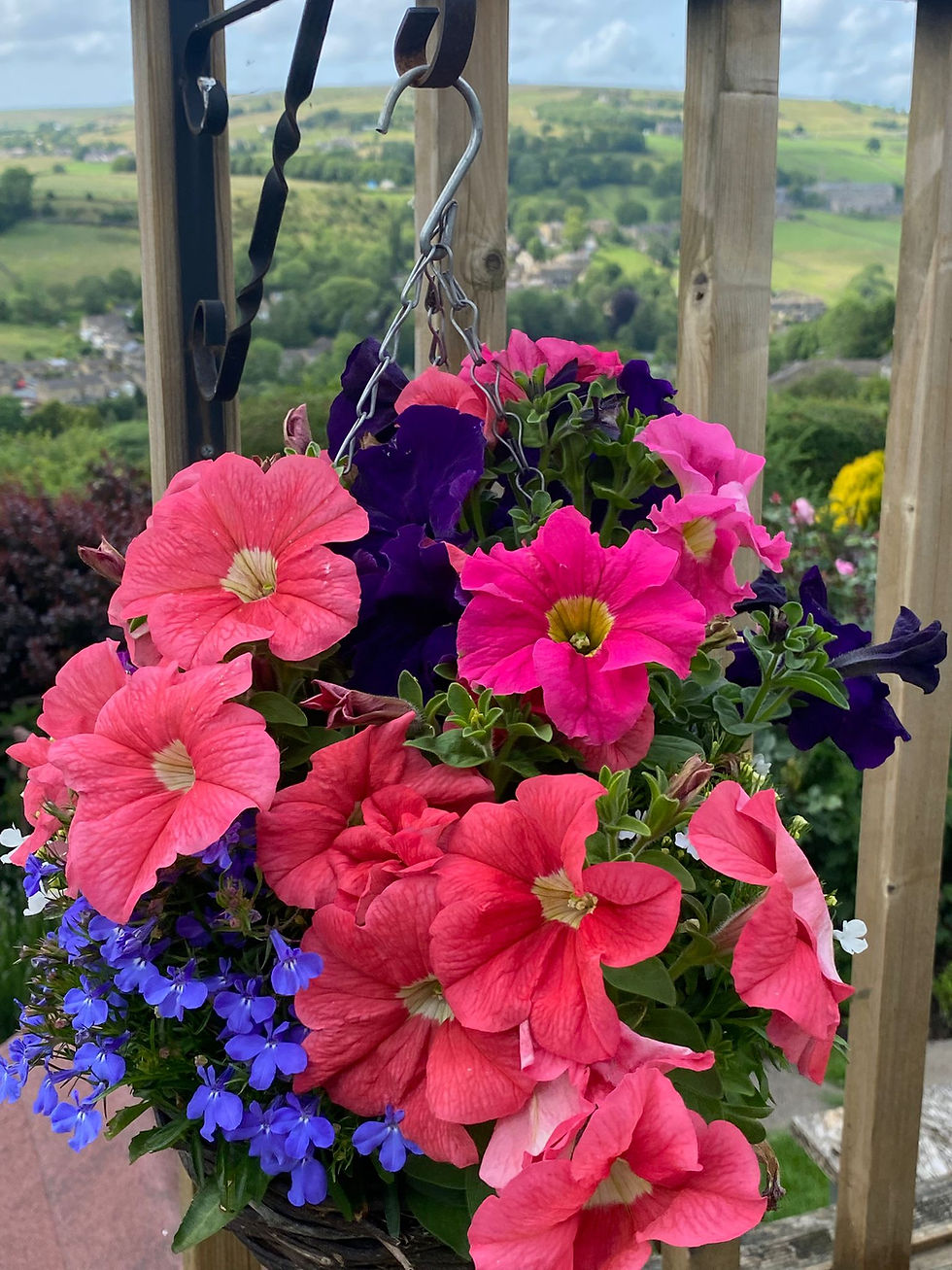 suspended-hanging-basket-front-view.jpg
