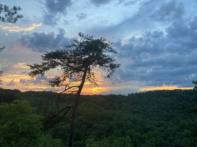 a tree during sunset