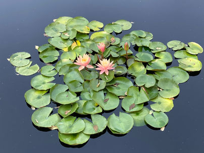 lily pads and lilies