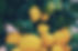 Lemons_edited.jpg