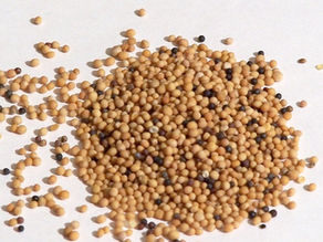 16th Sunday in Ordinary Time