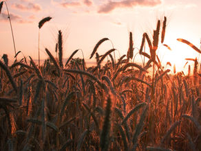 11th Sunday in Ordinary Time