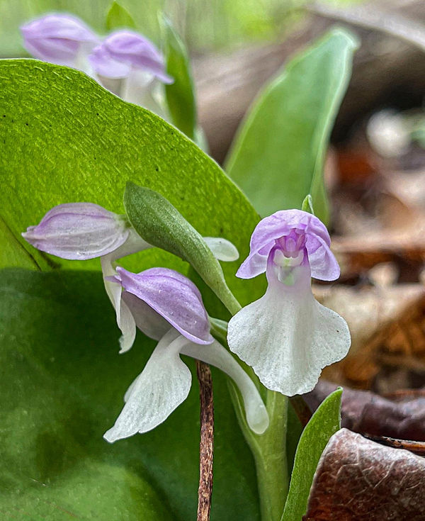 Showy Orchis.jpg