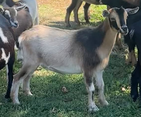 new doeling.jpg