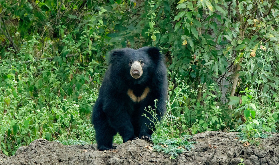 An Indian Sloth Bear looking straight at you.