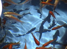 2005-aki-nakazawa-01