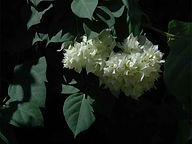 2005-toshikazu-hashimoto