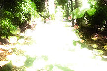 2007-tomu-fukuda