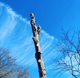 Arborist perched at the top of a tall tree that has had all of its branches removed.