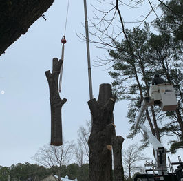 Freshly cut piece of a tree trunk being lifted away from the tree by a crane.