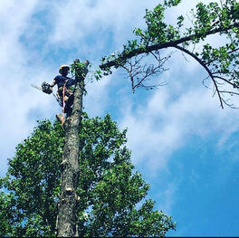 Arborist at the top of a tall pine tree in North Carolina using a chainsaw to remove the top; tree top is falling to the ground.