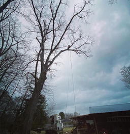 Arborist high up in a tall tree