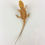 Thumbnail: Female Bearded Dragon T3D6
