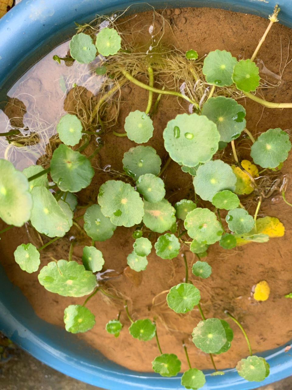 HYDROCOYLE VERTICILATA