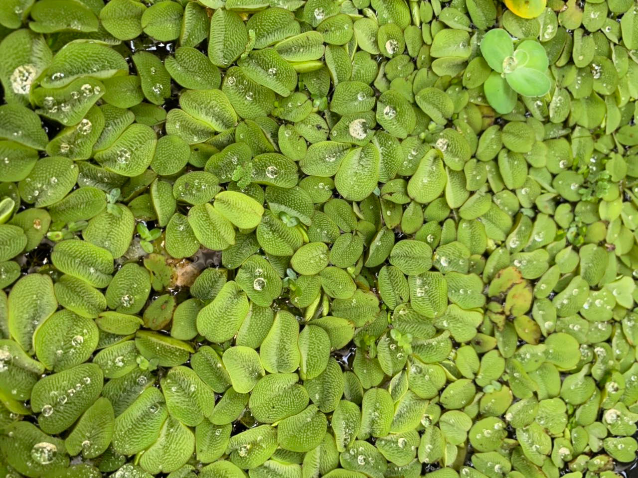 SALVINIA