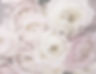 white and pink flowers_edited_edited.jpg