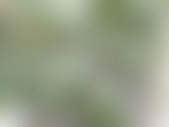 きゅうりが全滅🥒😭