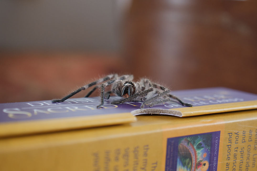 Beautiful rain spider on the Sacred Traveler Oracle Deck, Photography by Anouk Anansi