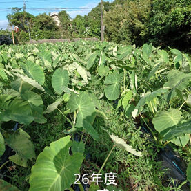 実験畑！3年目の海老芋