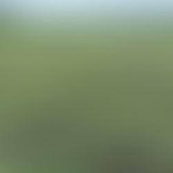 緑肥の芽が出ました🌱