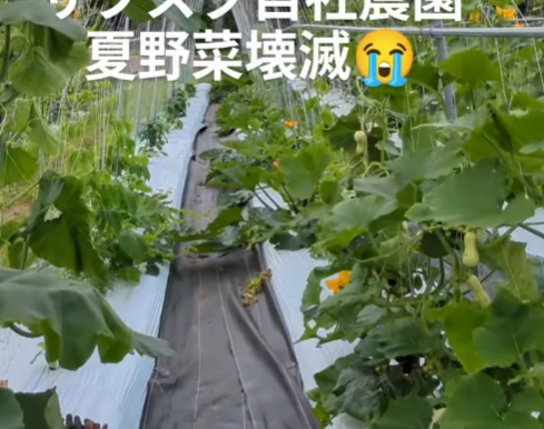 ☔ハウスの浸水被害2☔