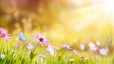 Blumenwiese