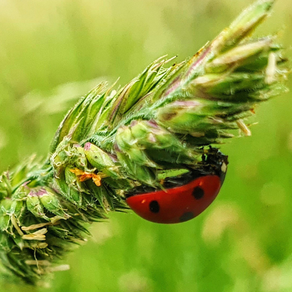 Ein Marienkäfer an einem Grashalm