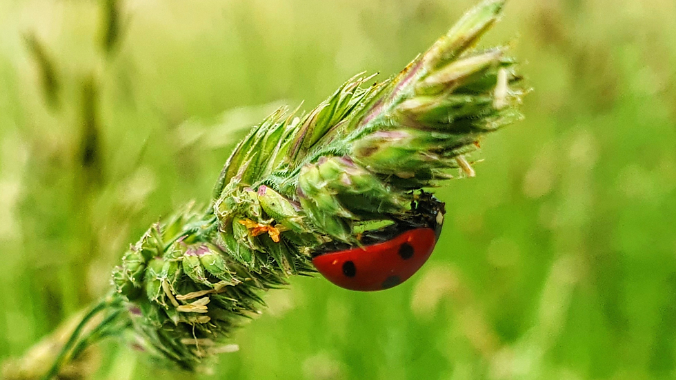 Ein Marienkäfer an einem Grashalm