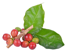 Coffee-Plant.png