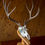 Thumbnail: Template For DIY Deer Skull Mount Plaque