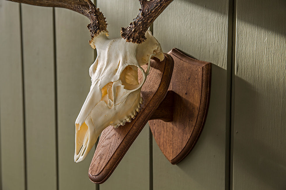 template-for-diy-deer-skull-mount-plaque-gunflintdesigns for Free Printable European Mount Plaque Template Template For DIY Deer Skull Mount Plaque | gunflintdesigns for Free Printable European Mount Plaque Template