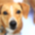Raw dog food benefits - Improved digestion