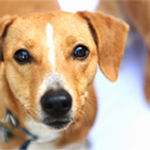 Sweet Dog