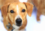 Sweet Dog