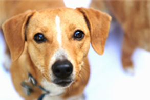 Chien doux