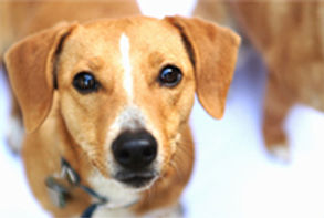 Süßer Hund